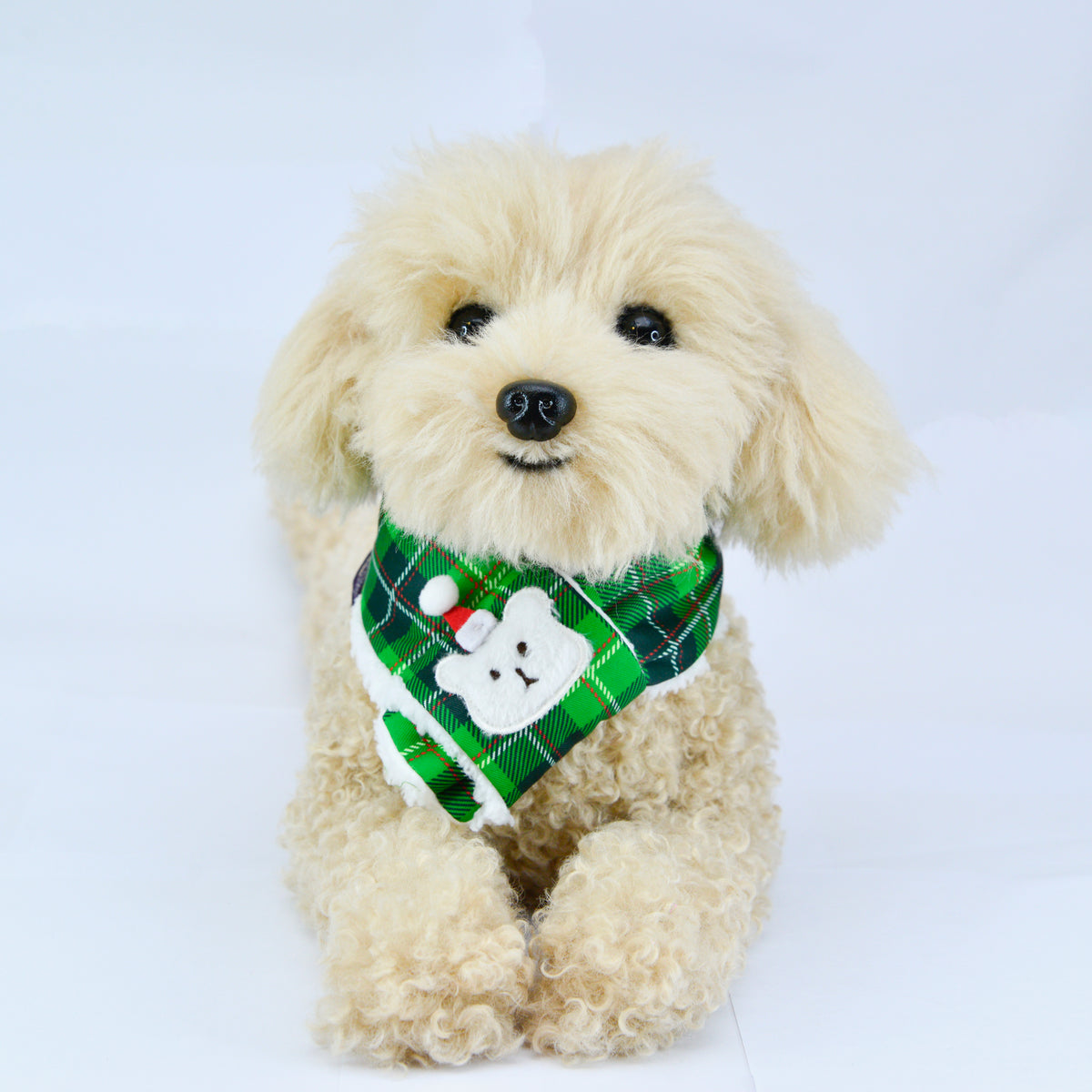 Toy poodle wearing the Beary Christmas green tartan scarf