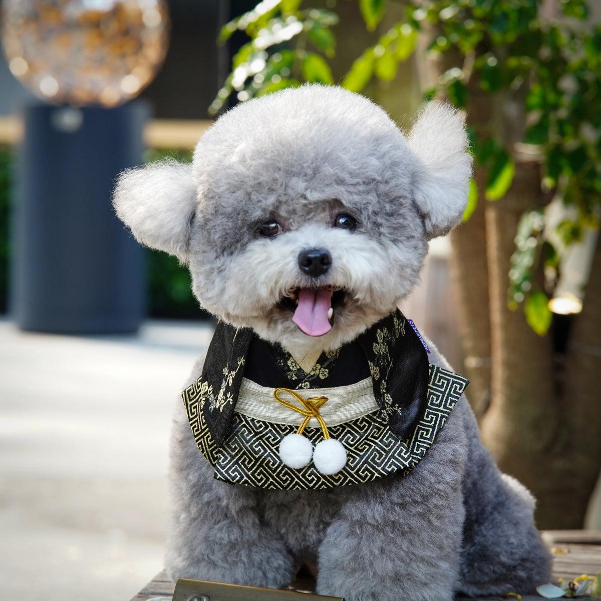 Grey toy poodle wearing the Meguro black kimono bandana