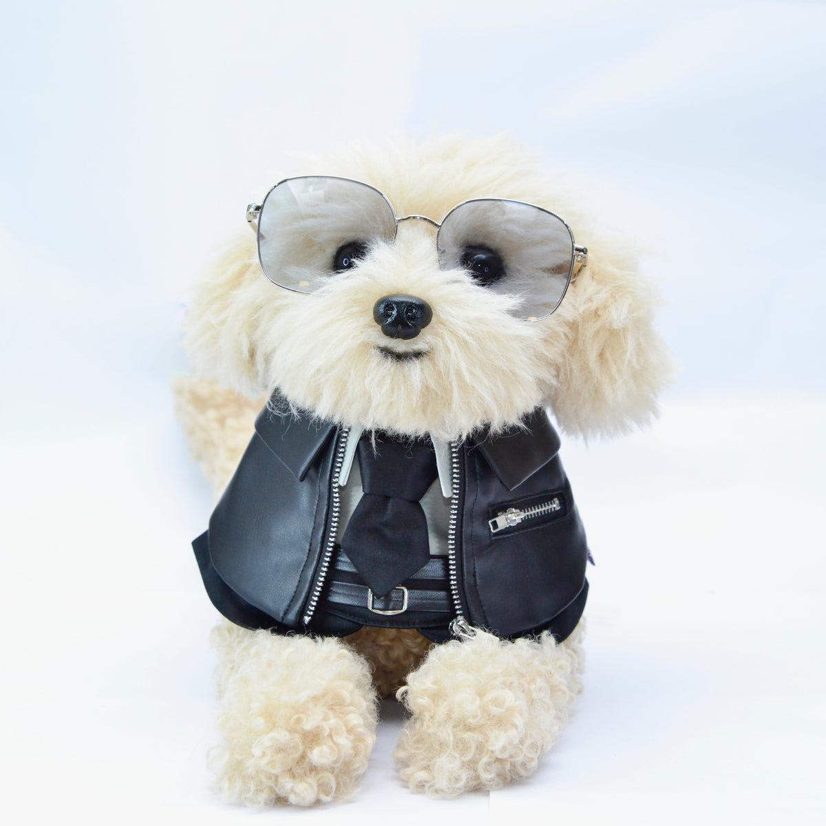 Toy poodle in sunglasses wearing the Shin black biker jacket bandana