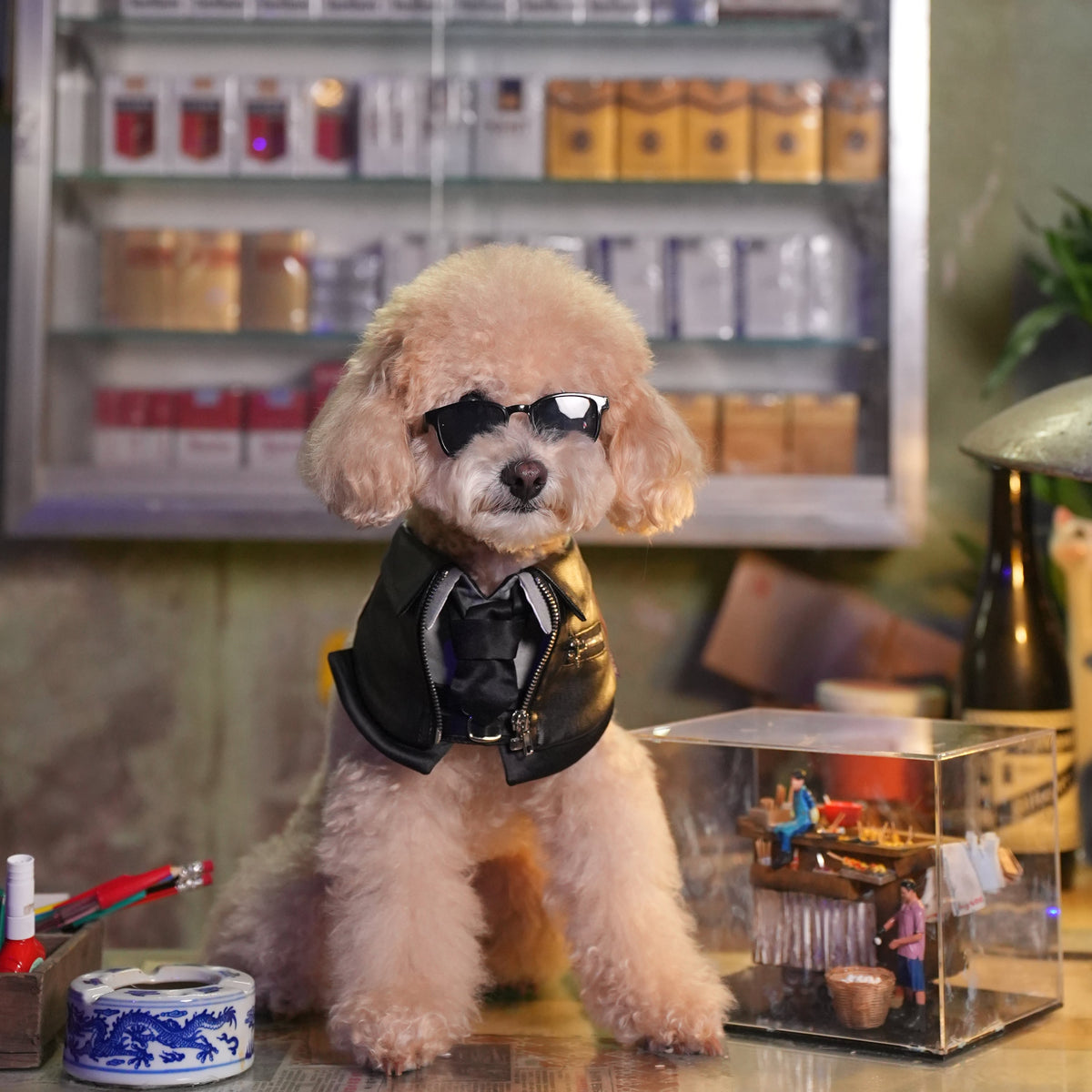 Apricot toy poodle in an eye patch wearing the Shin black biker jacket bandana