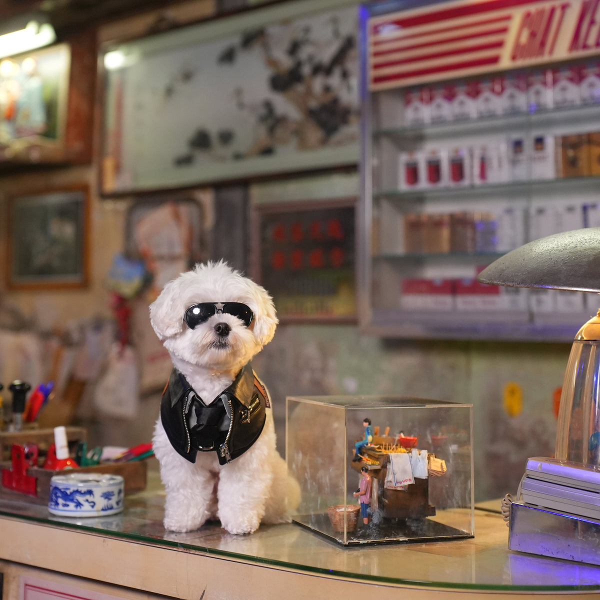 White dog in sunglasses on a shop counter wearing the Shin biker jacket bandana