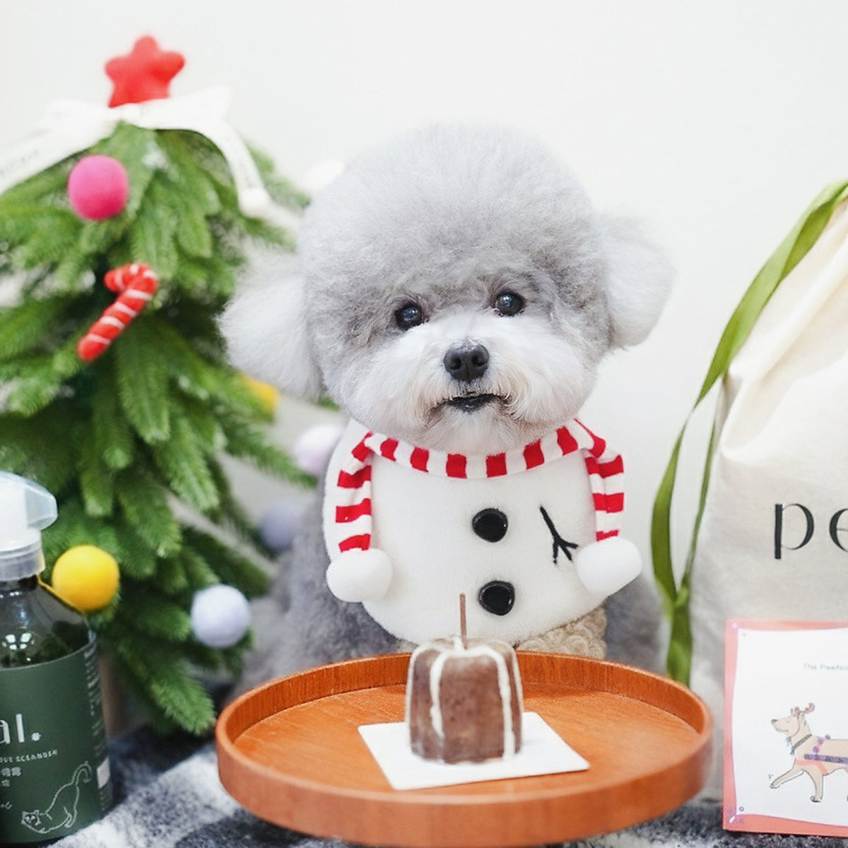 Grey toy poodle at a Christmas table wearing the Momosnow snowman bandana