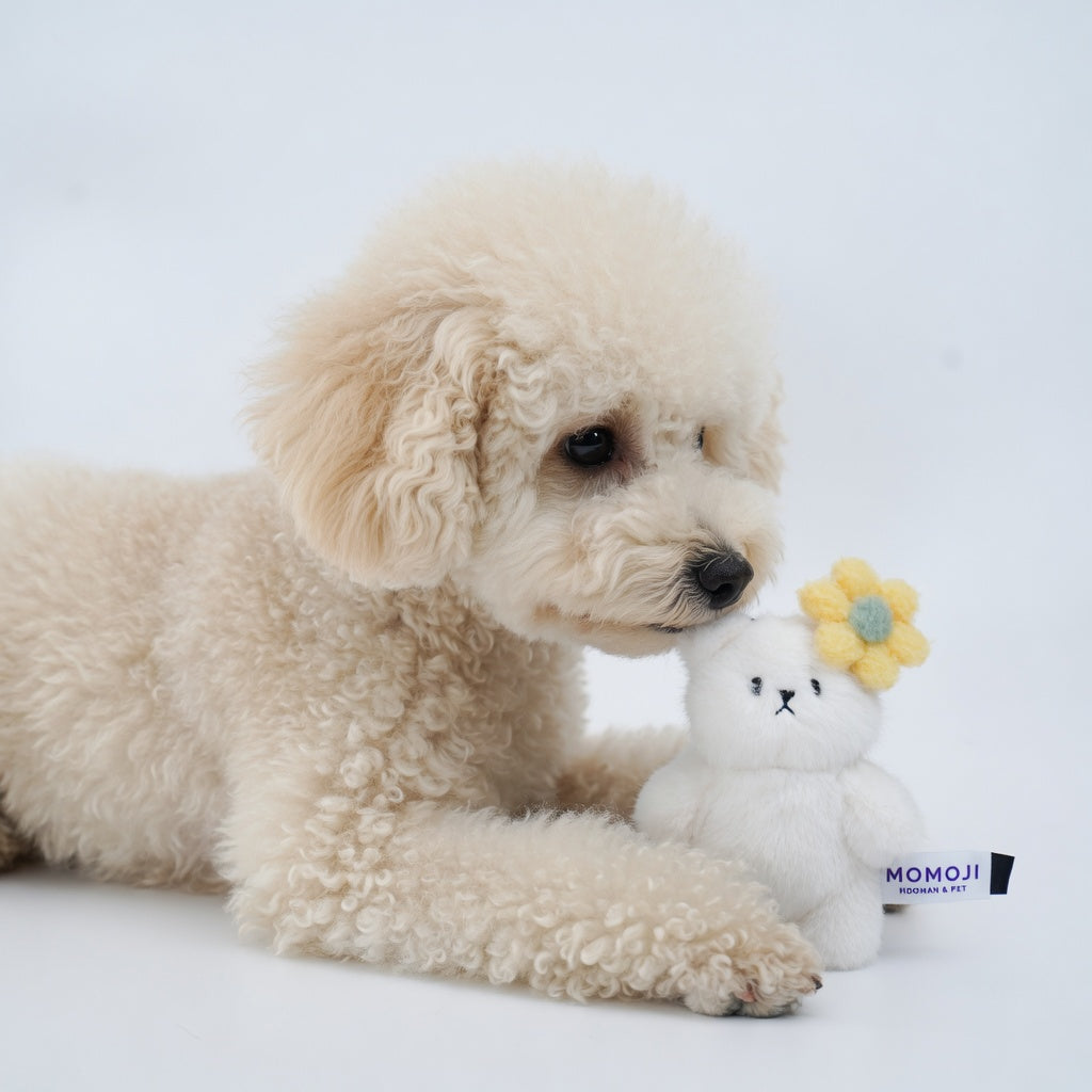 Toy poodle lying beside a small white Momoji Bear plush