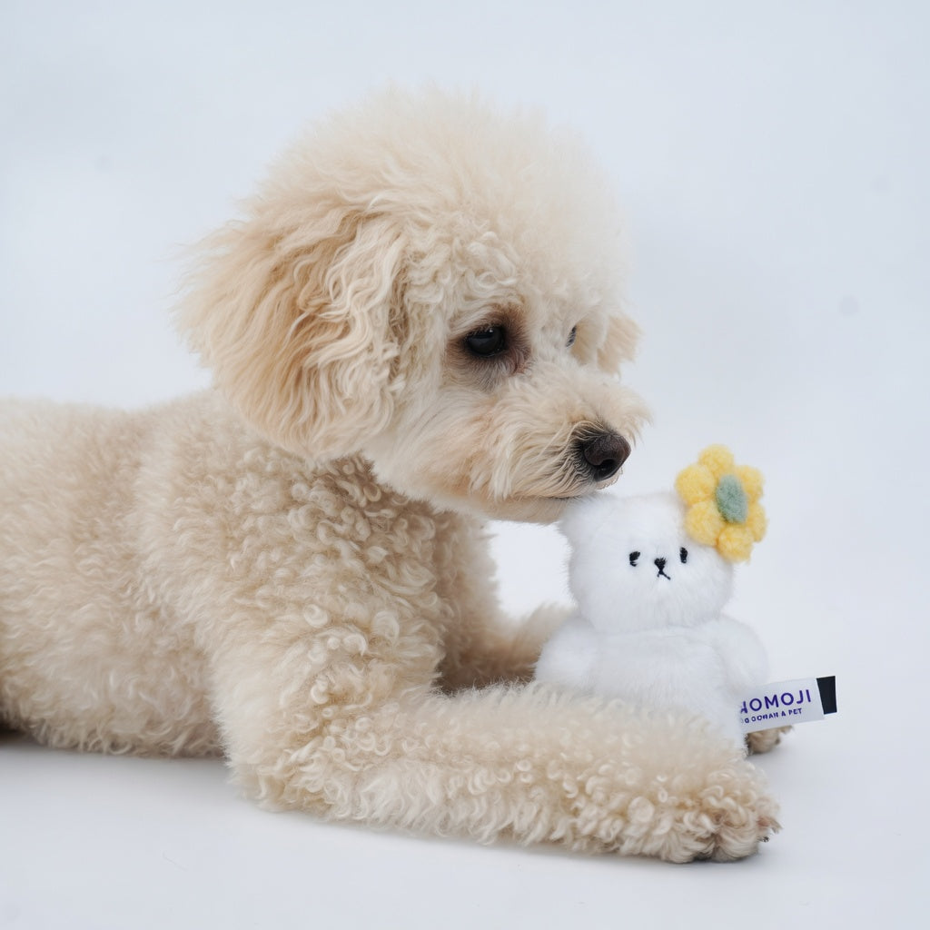 Toy poodle sniffing a small white Momoji Bear plush