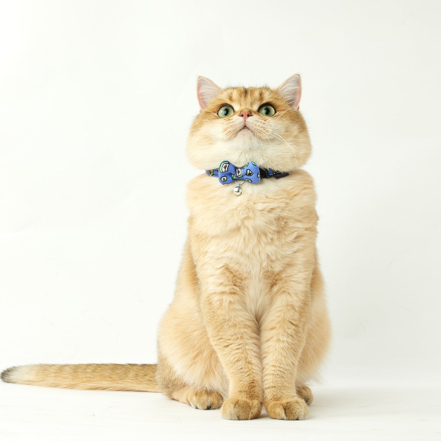 Hong Kong | Cat Collar