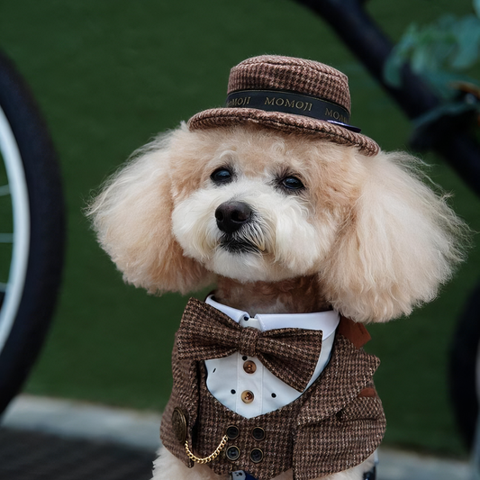 Bond | Pet Hat