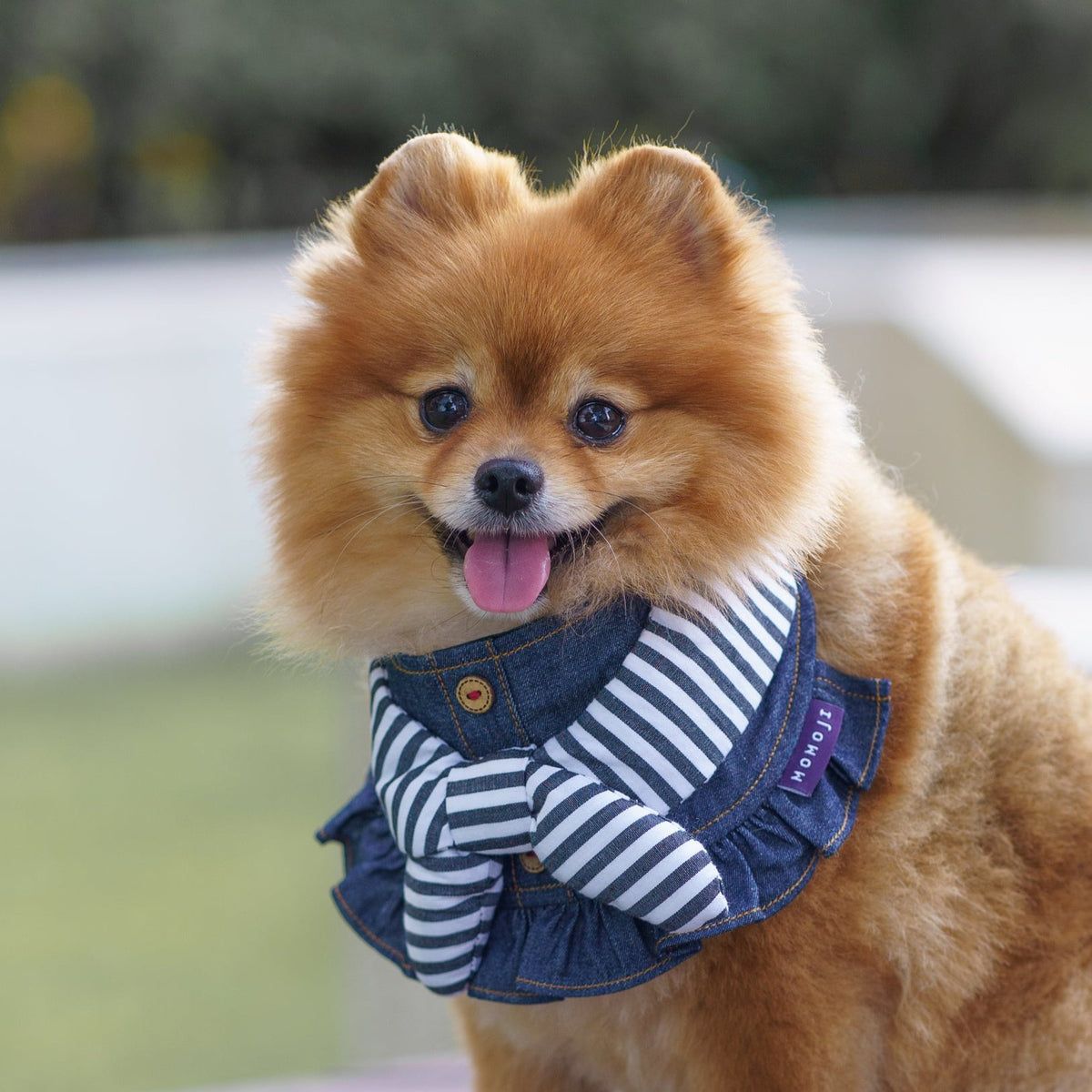 Pomeranian wearing the Michelle denim and striped scarf bandana