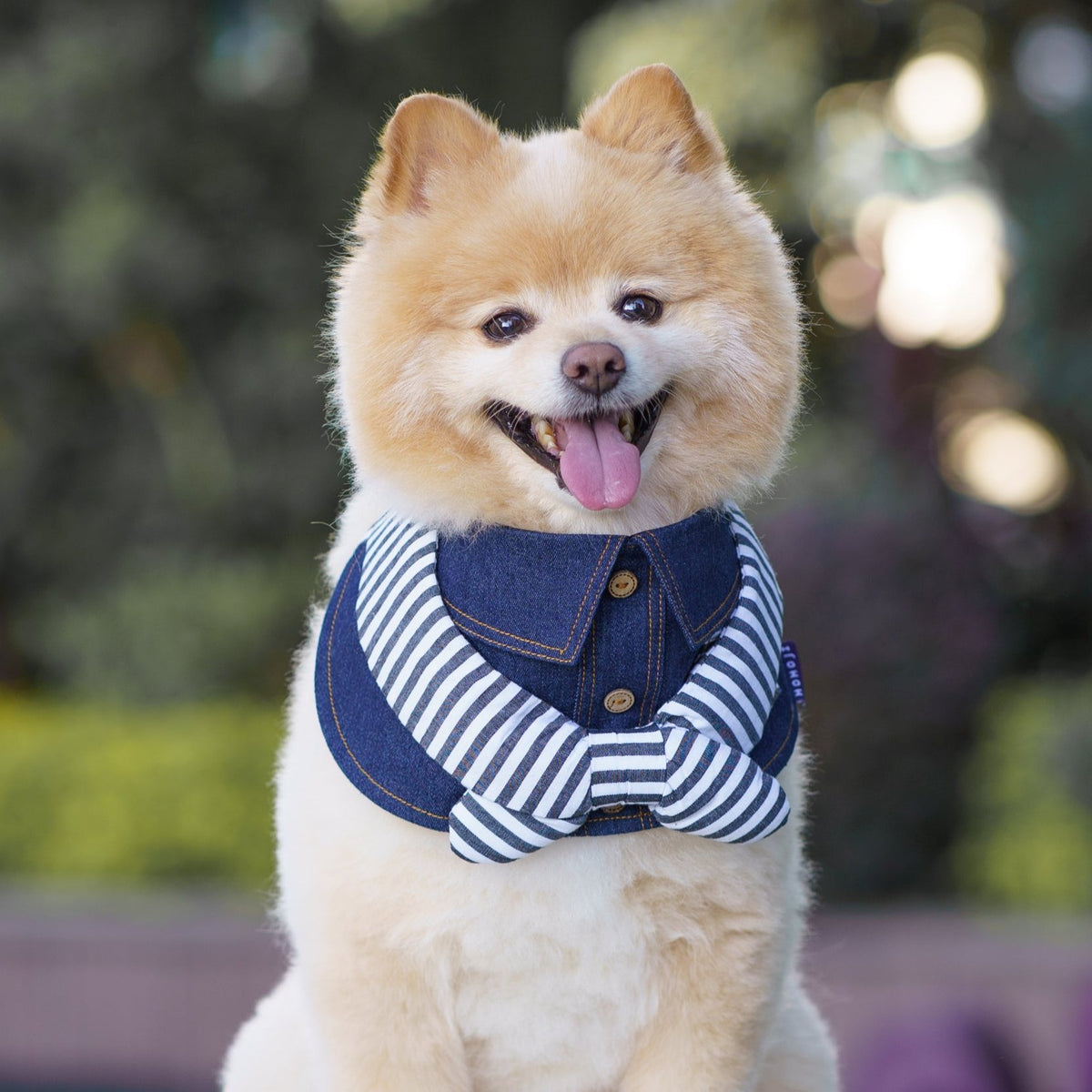 Pomeranian wearing the Michael denim and striped scarf bandana