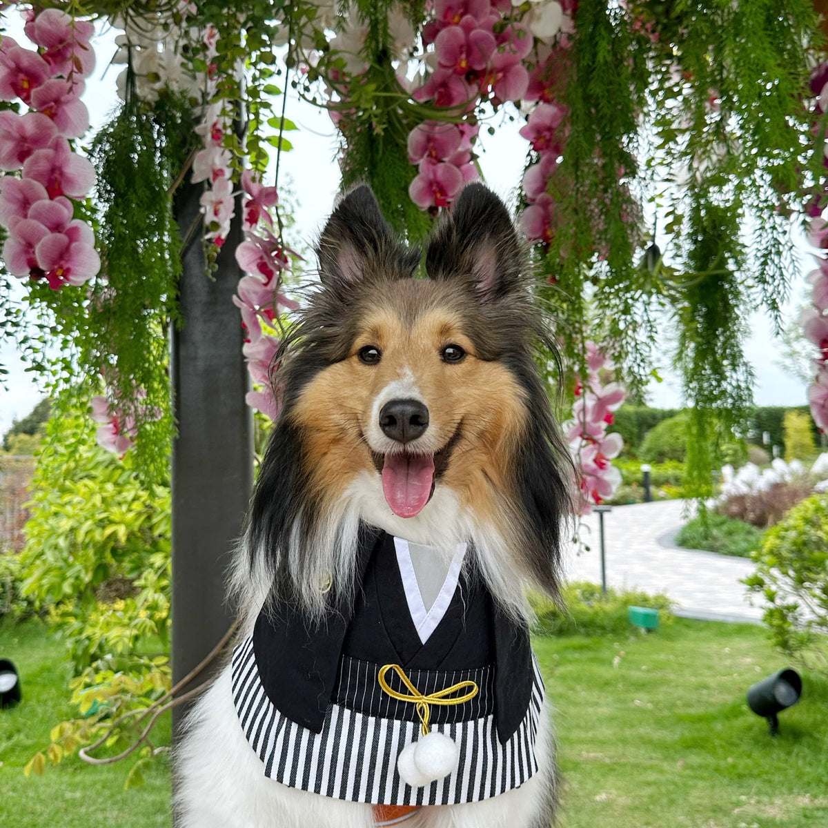 Shetland Sheepdog under wisteria wearing the Nippori navy hakama bandana