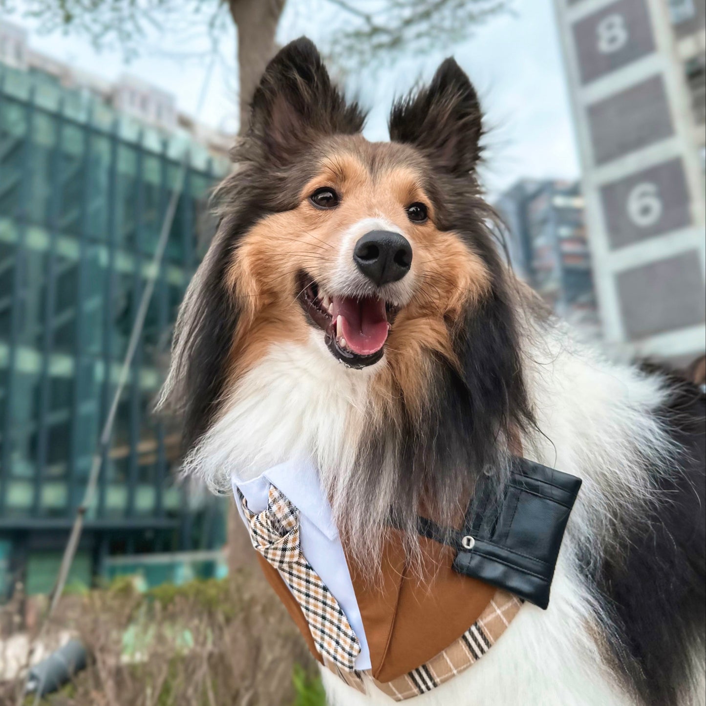 Morrison Hill · Boys | Pet Bib