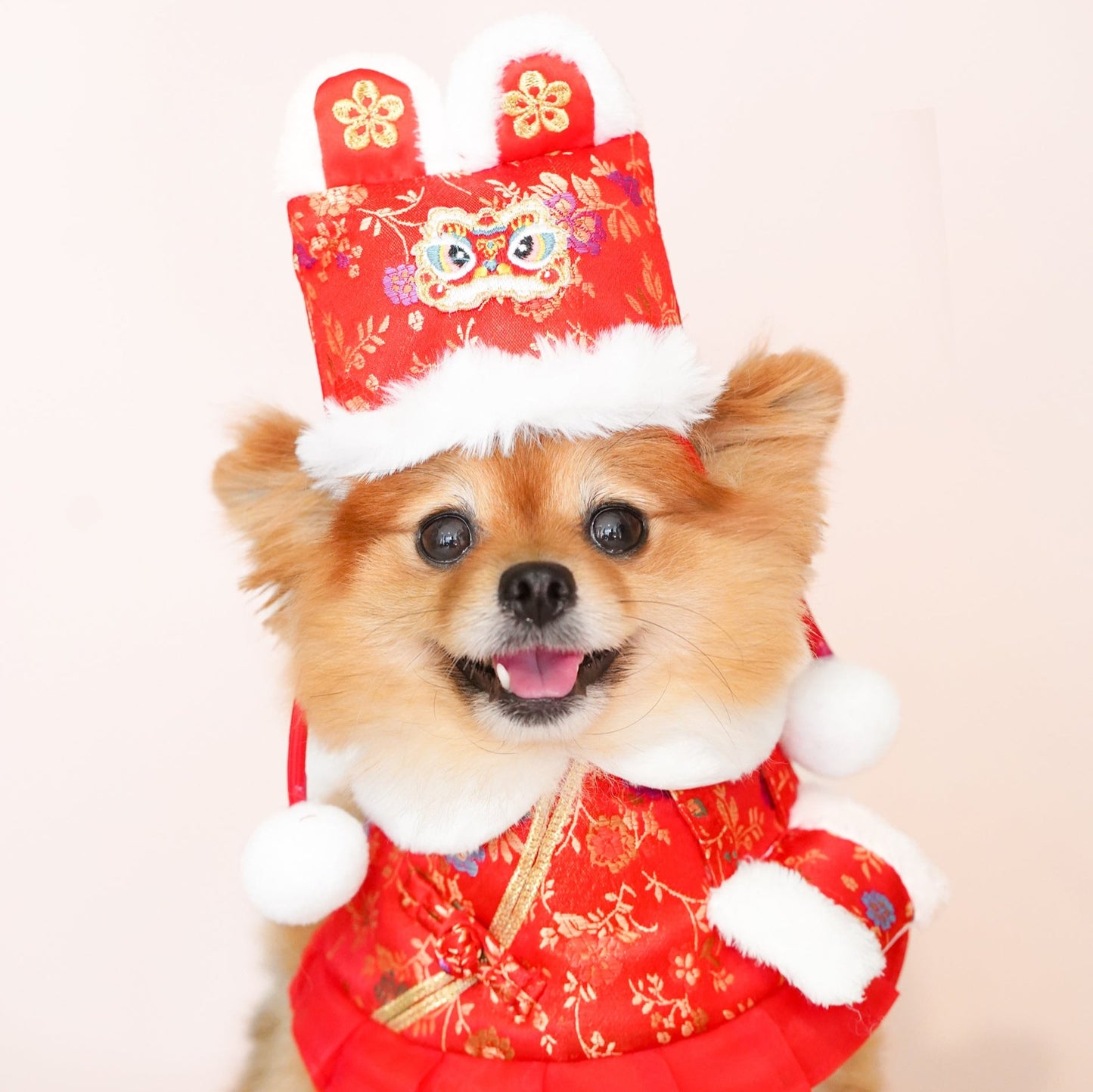 Pomeranian wearing the Dancing Lion hat and a red Lunar New Year bandana