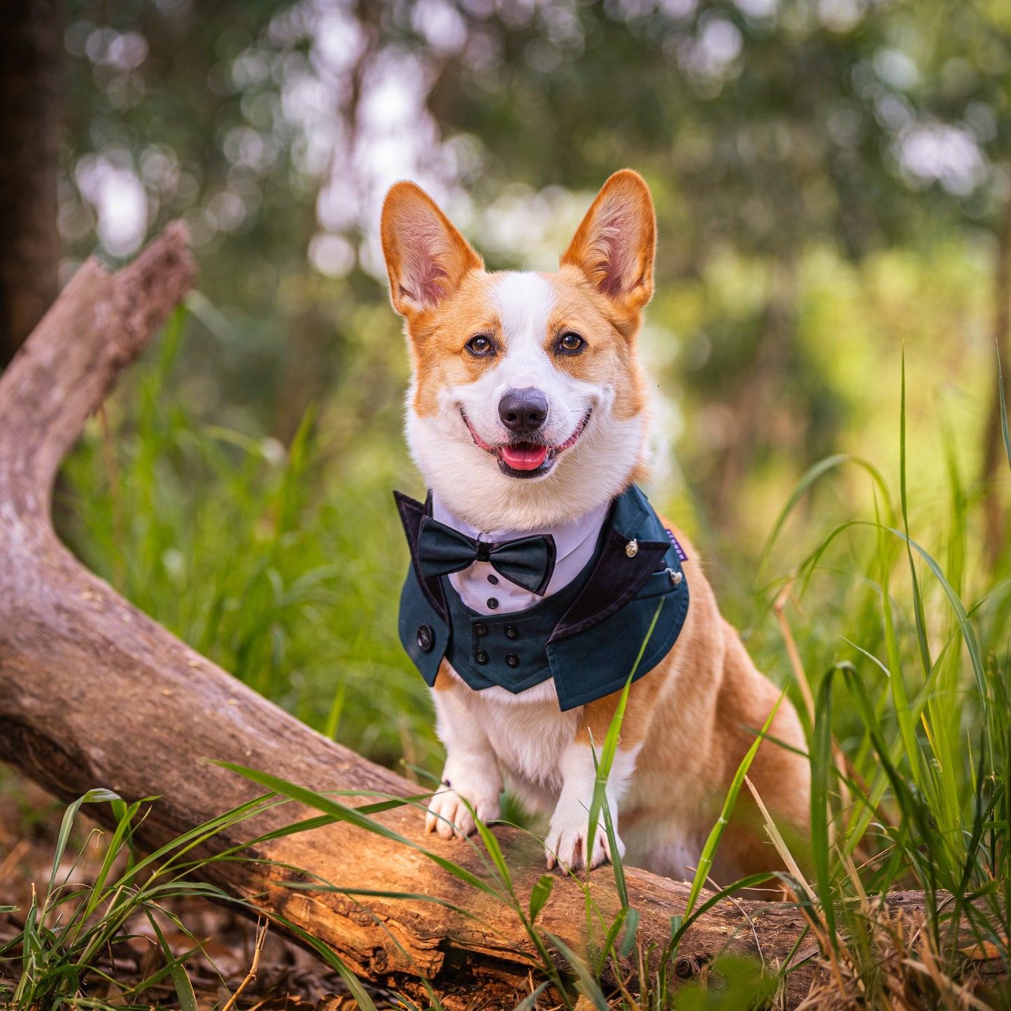 Kingsway | Pet Bib