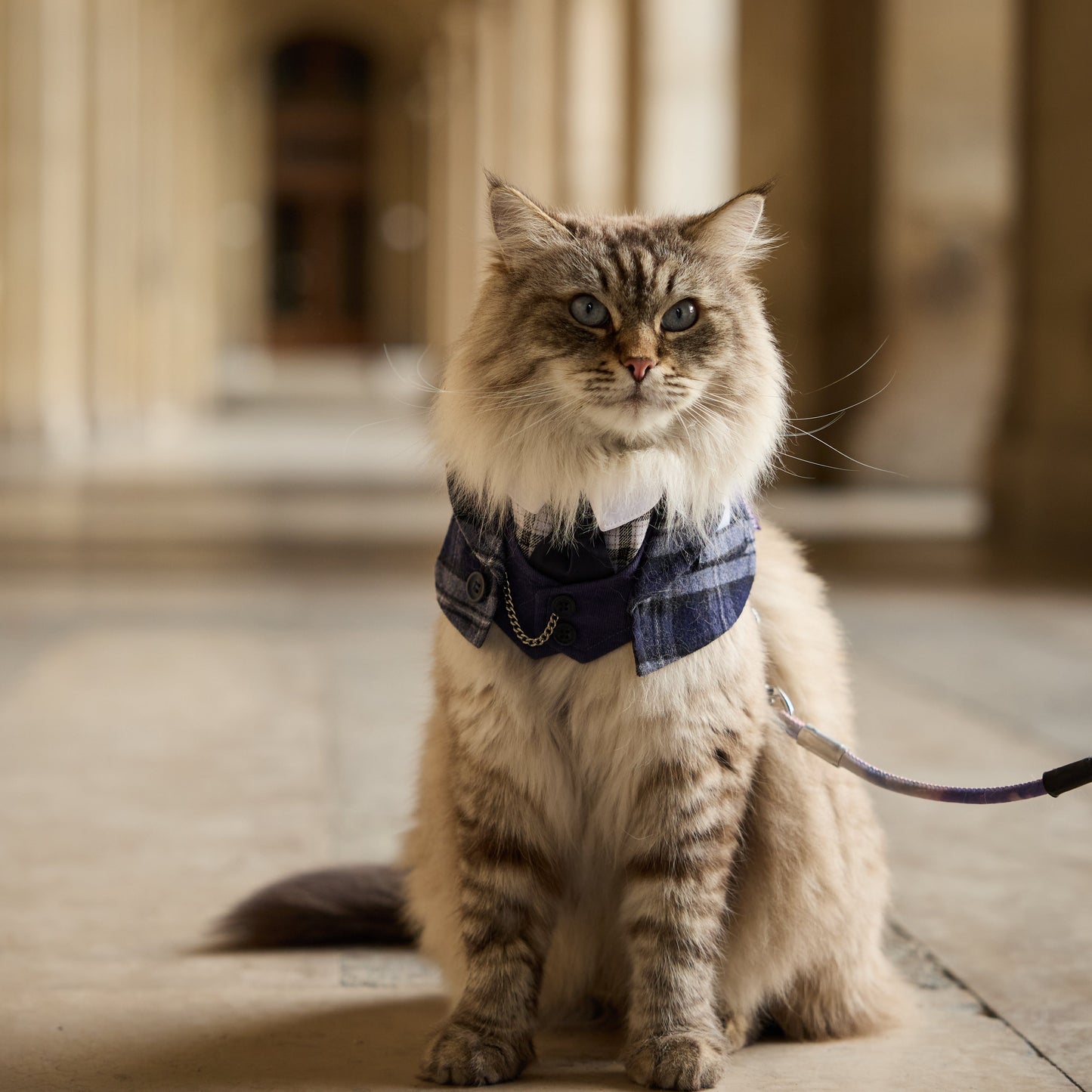 Phillip | Pet Bib