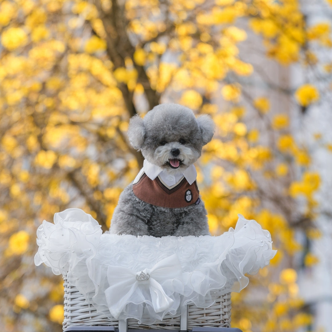 Grey toy poodle in a lace basket wearing the Brown Bear Leighton Boys bandana under yellow blossoms