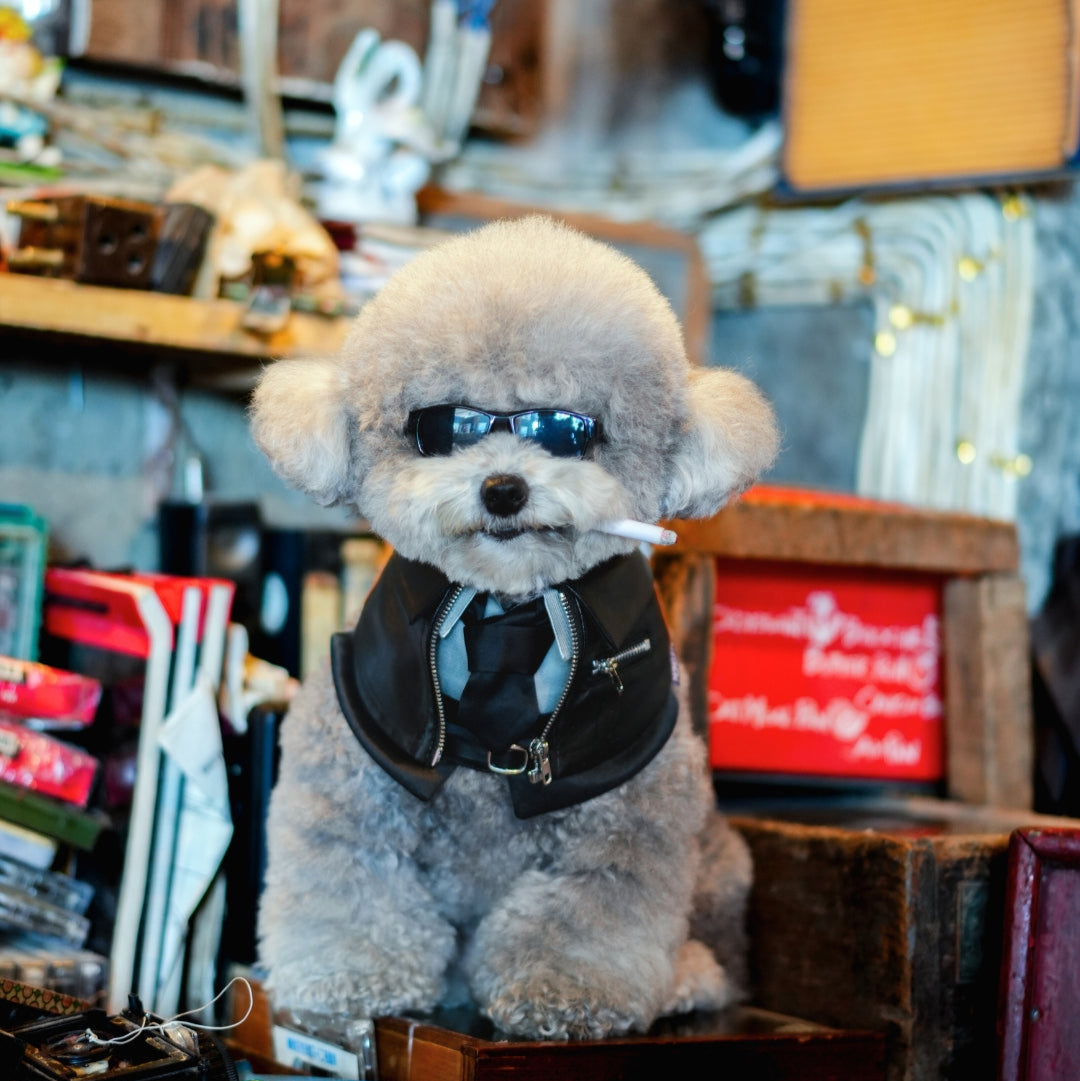 Grey toy poodle in sunglasses in an old Hong Kong shop wearing the Shin biker jacket bandana
