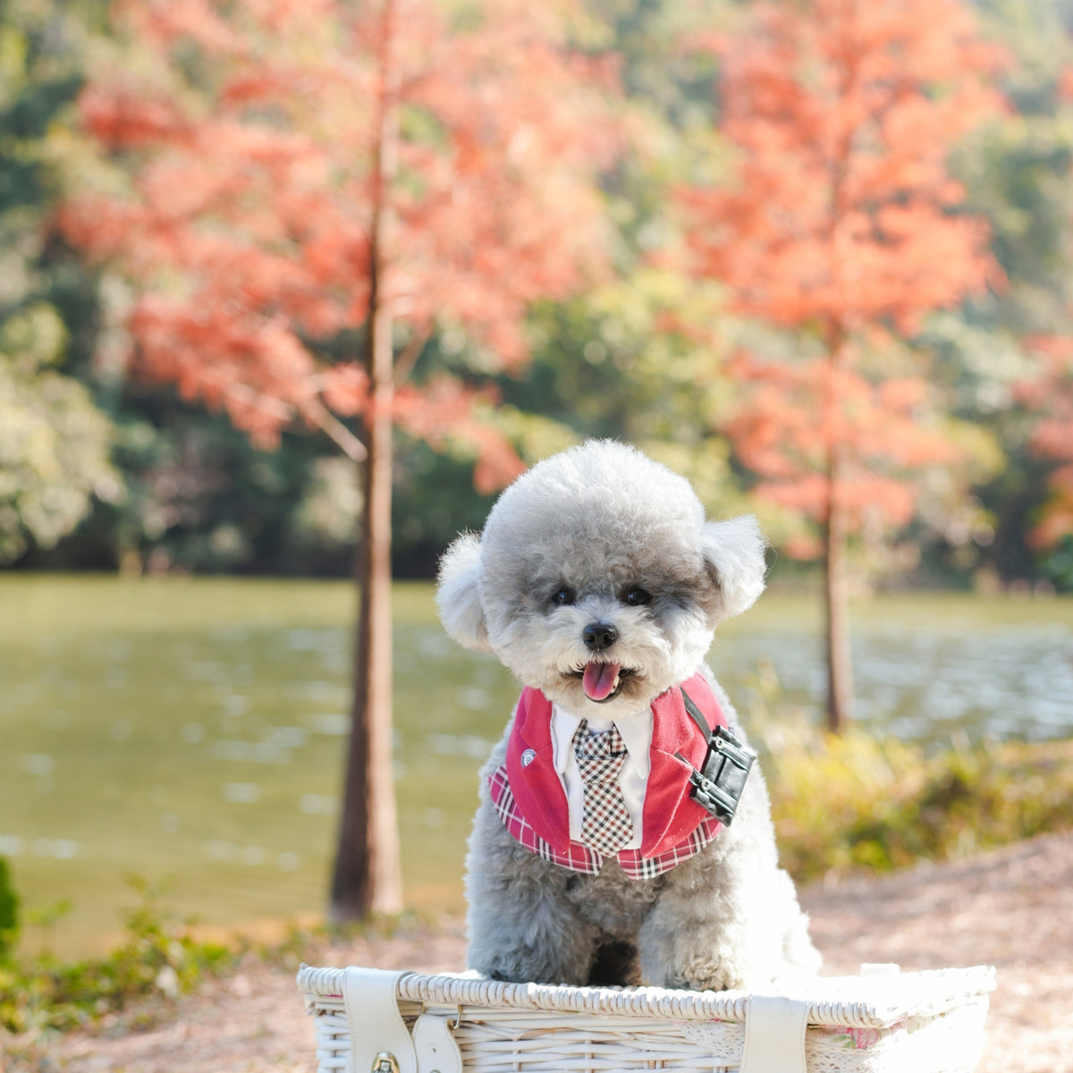 Grey toy poodle wearing the Burgundy Red Morrison Hill Boys bandana by an autumn lake