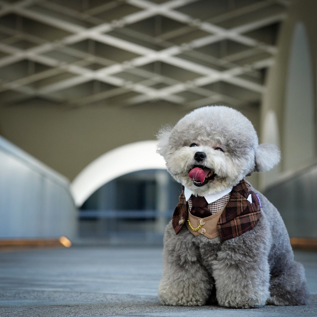 Grey toy poodle wearing the Camel Brown Phillip plaid bandana with gold chain