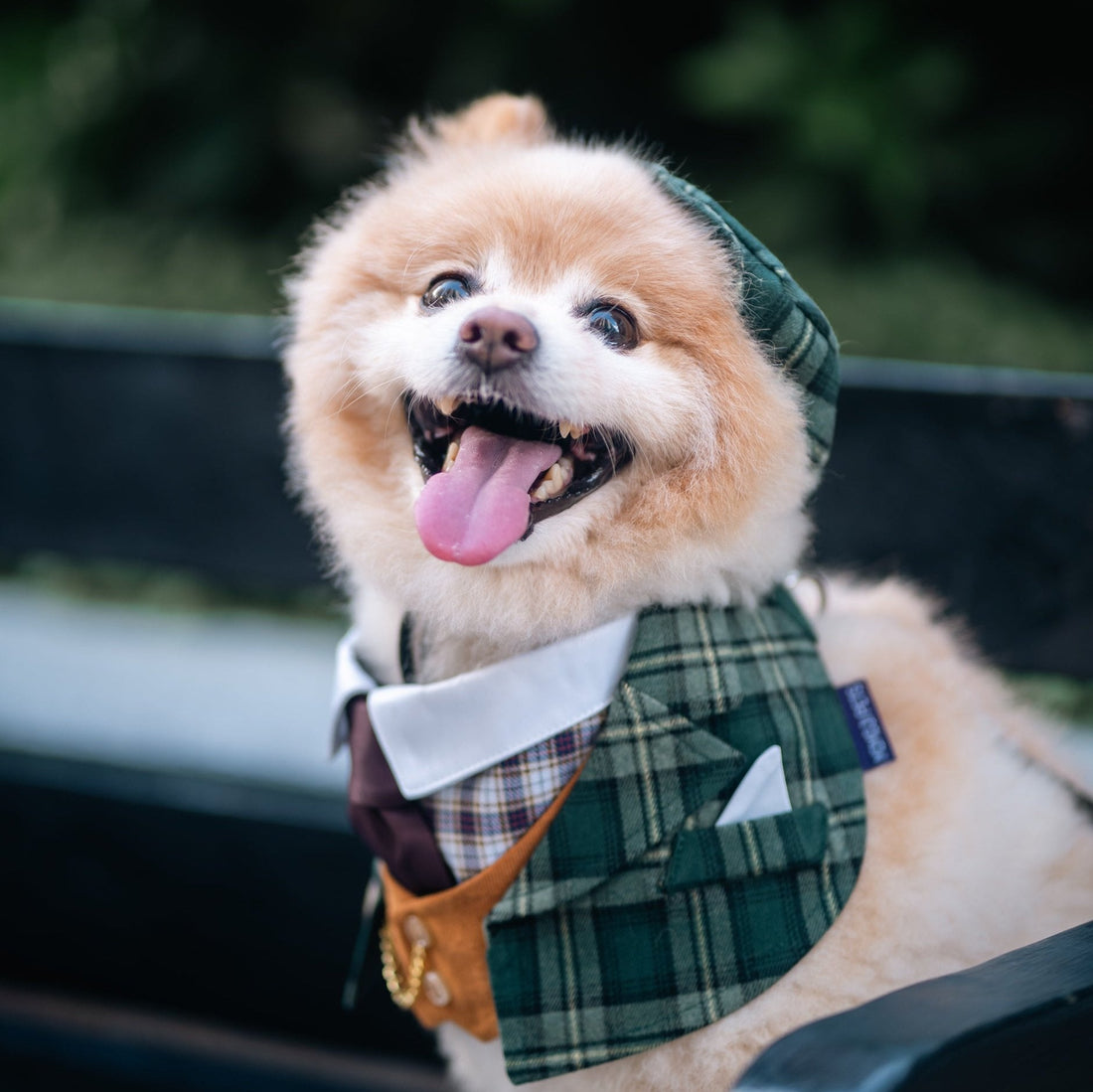 Smiling Pomeranian wearing a green tartan bandana and matching plaid cap