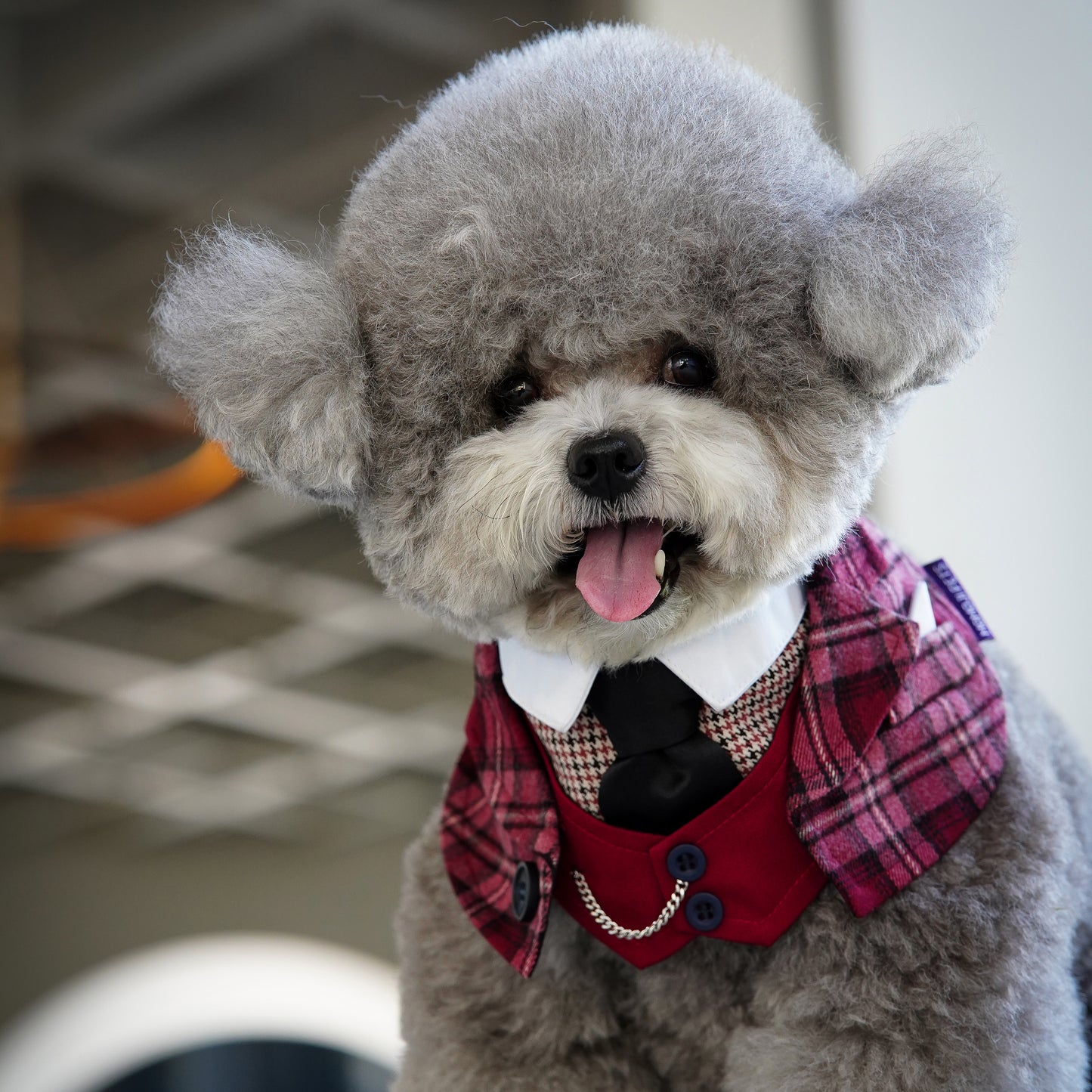 Phillip | Pet Bib