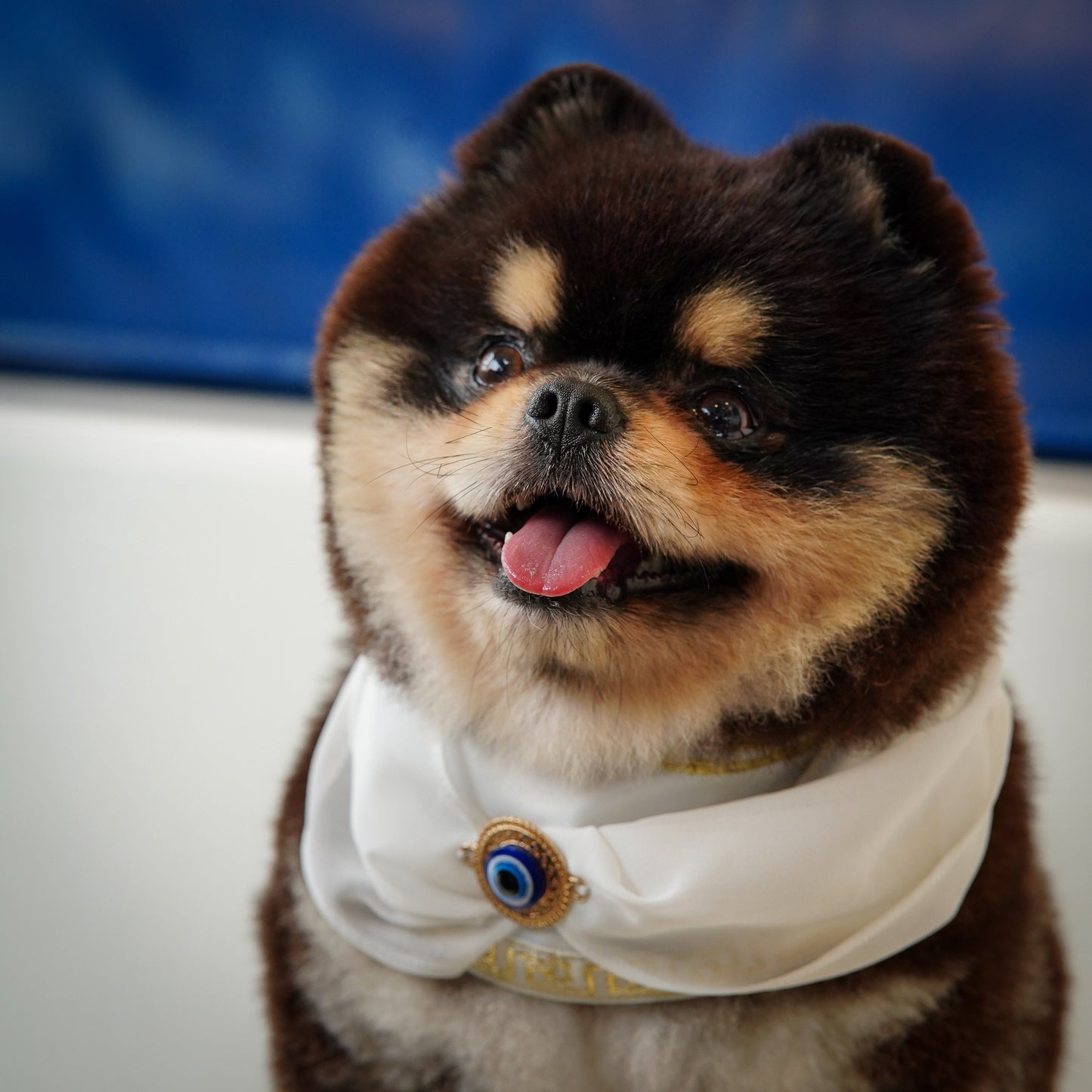 Zeus | Pet Bib