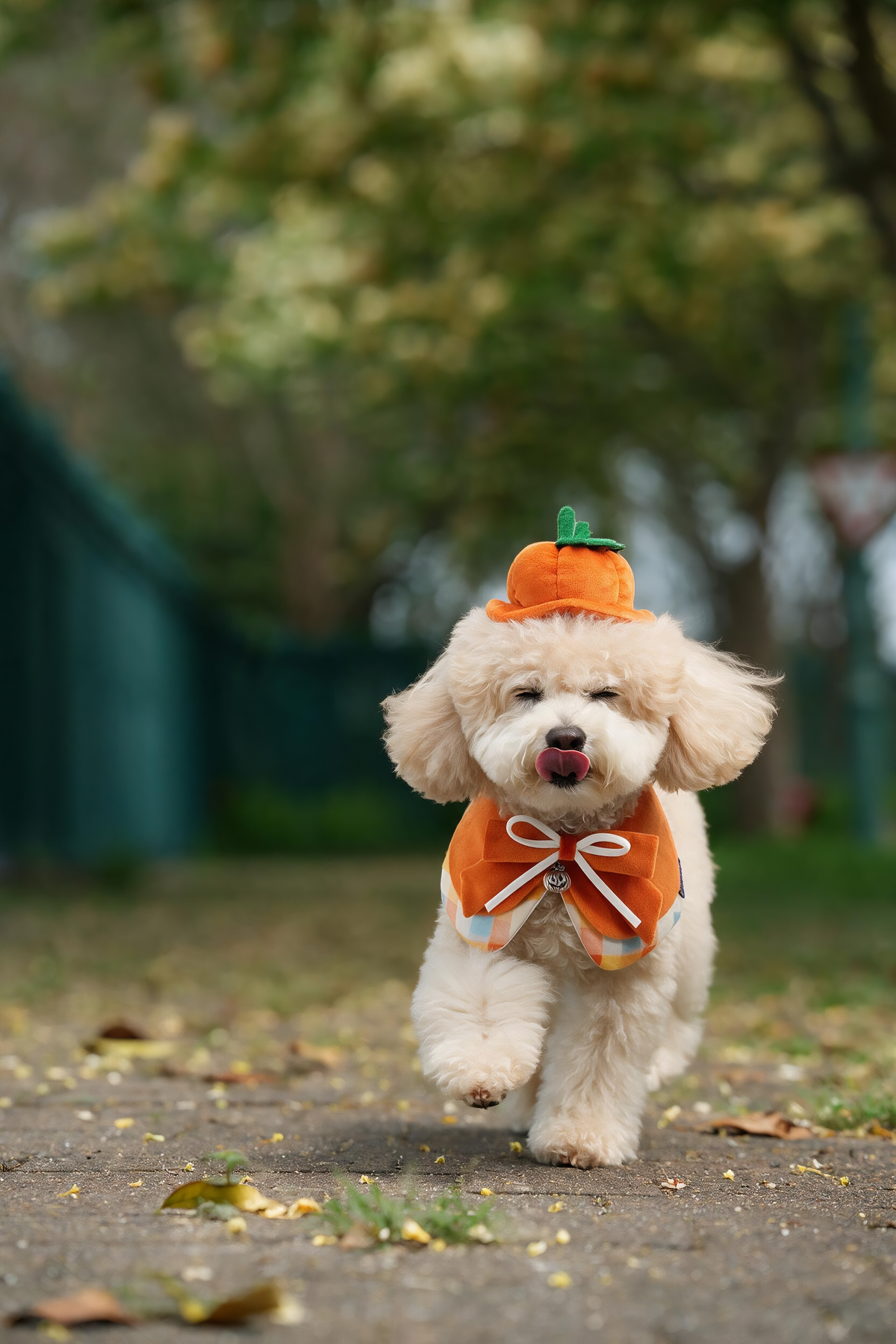 Pumpkin Scholar Hat | Pet Hat