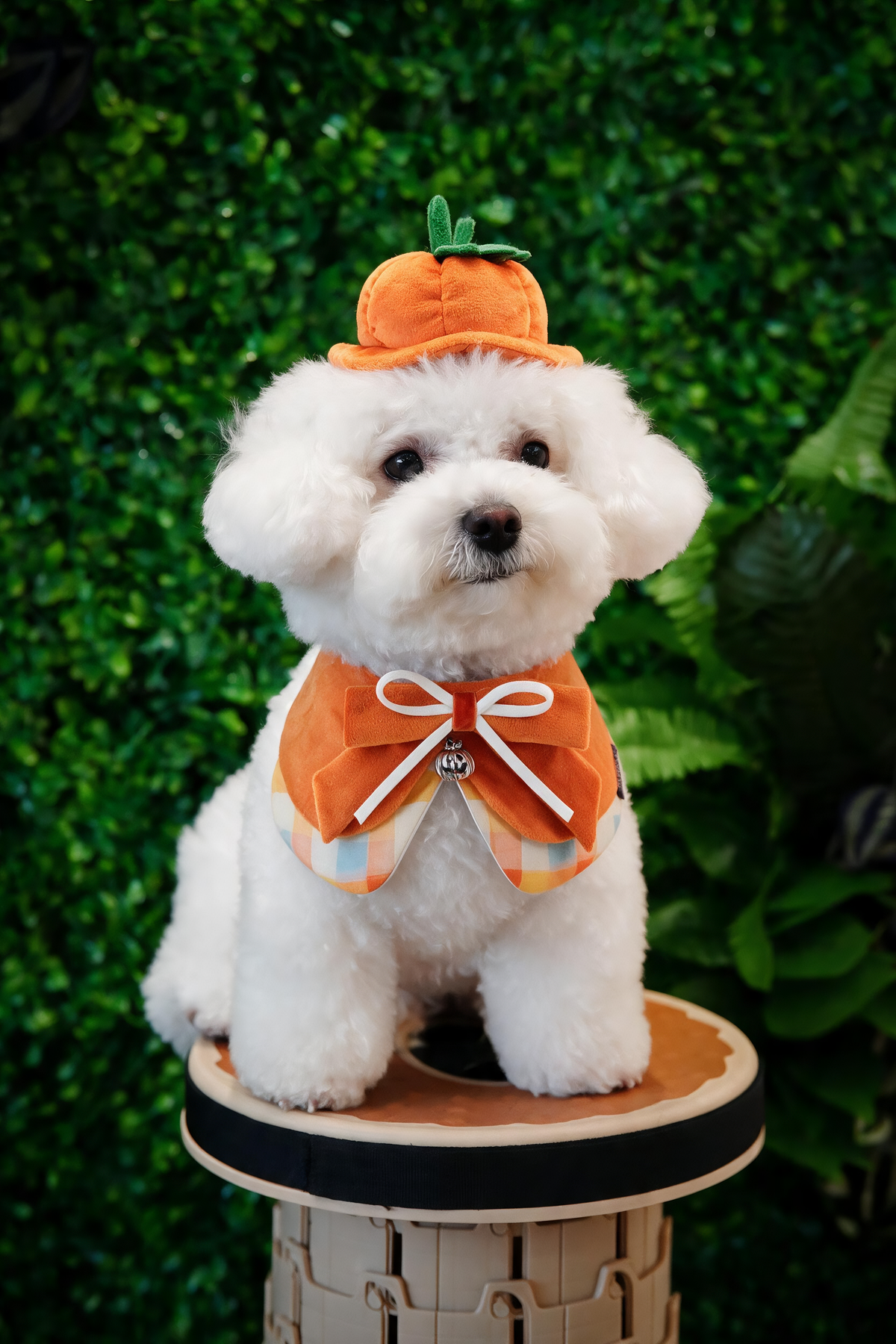 Pumpkin Scholar Hat | Pet Hat