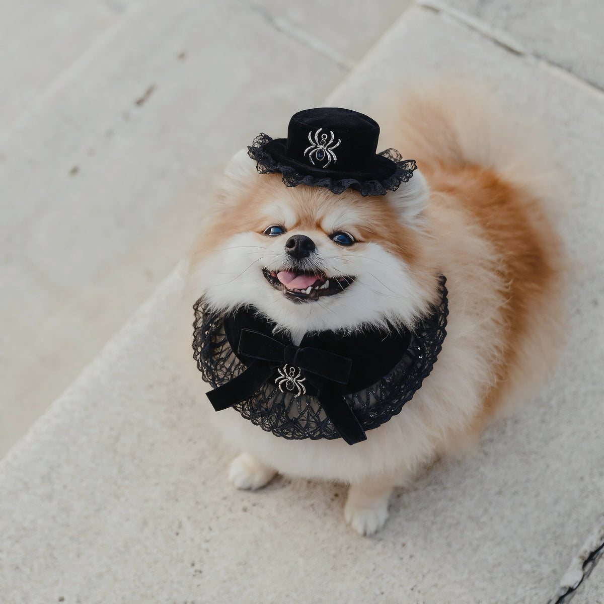 Spider Countess Hat | Pet Hat