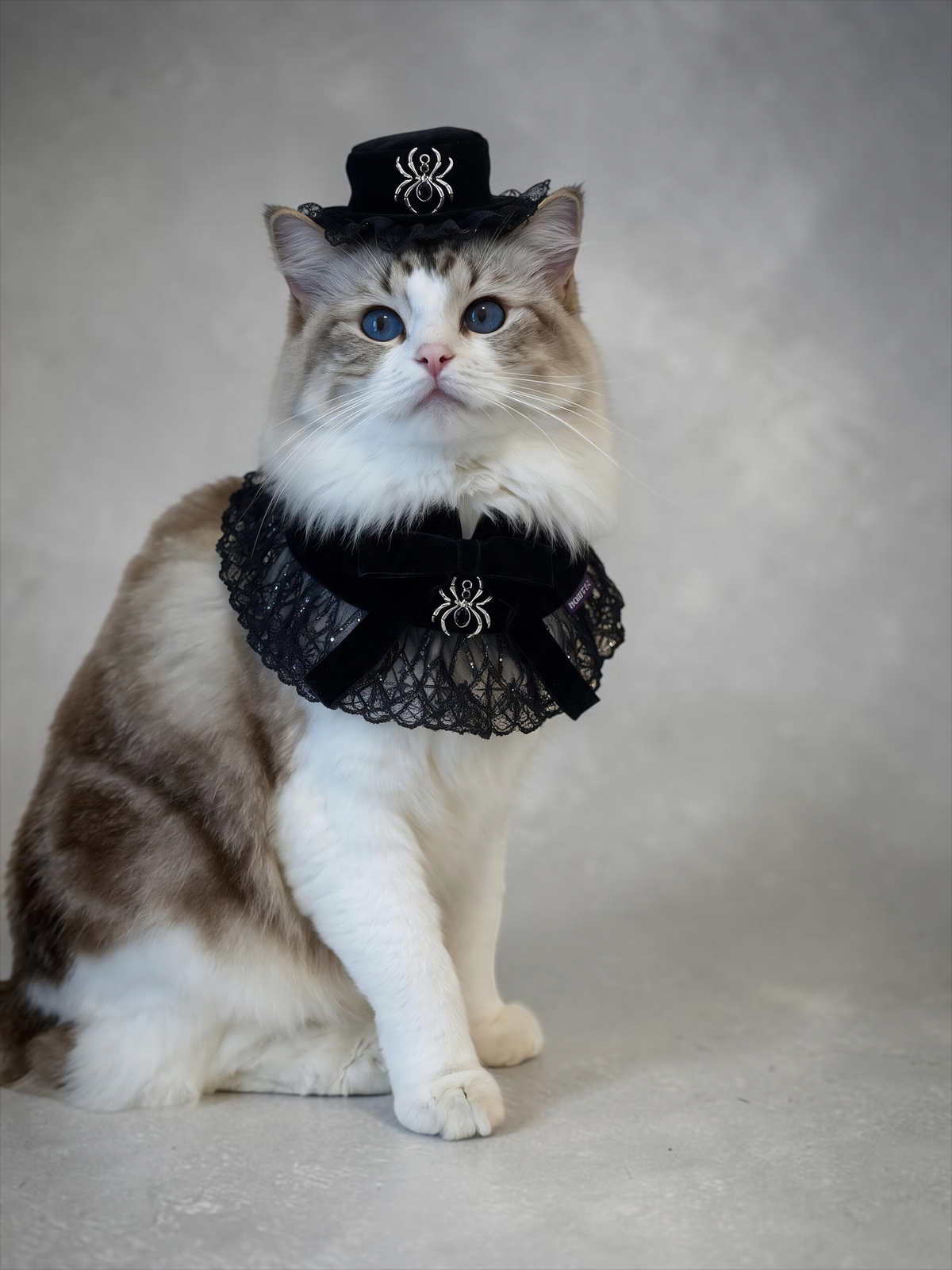 Spider Countess  | Pet Neckwear