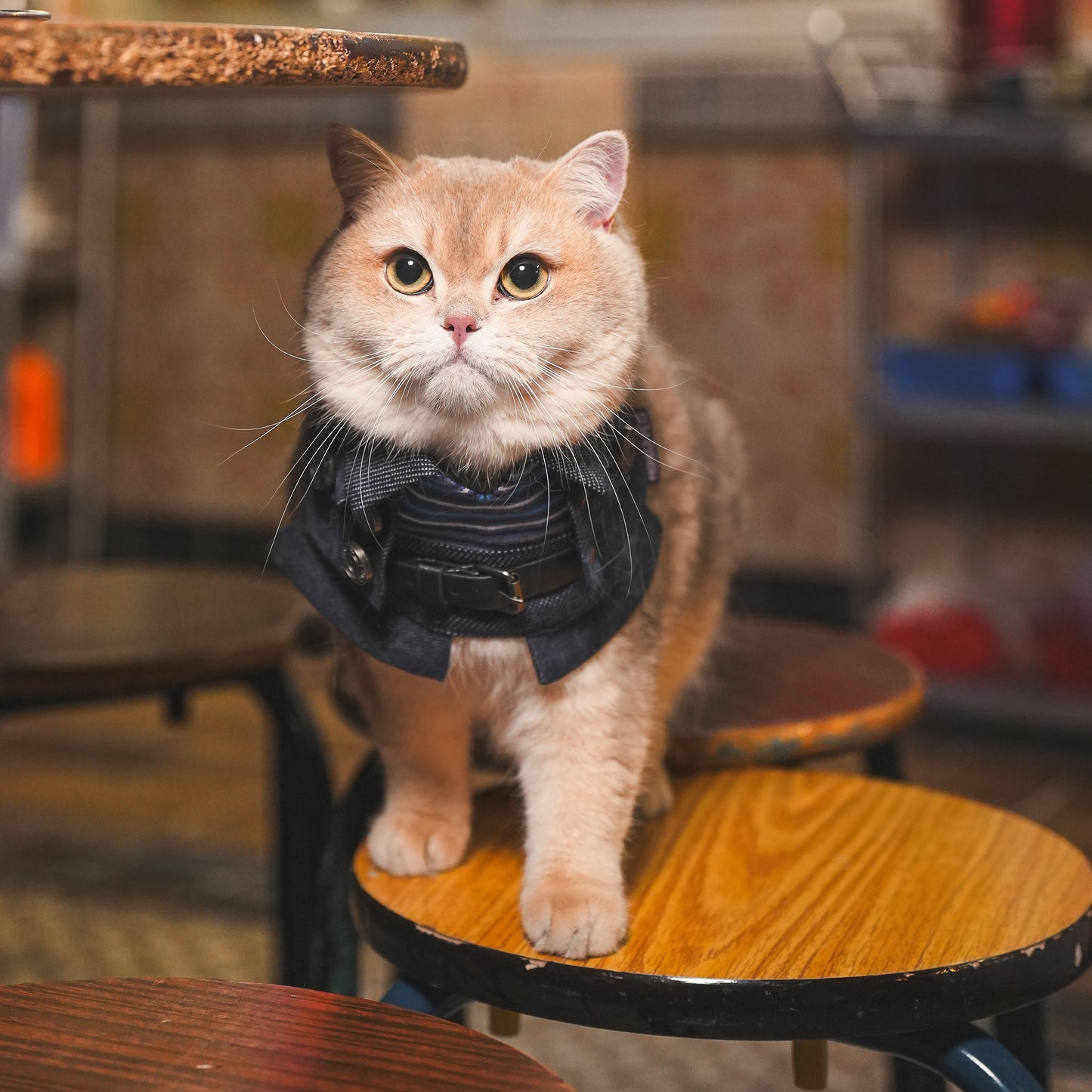 Lok-kwan (洛軍) | Pet Bib