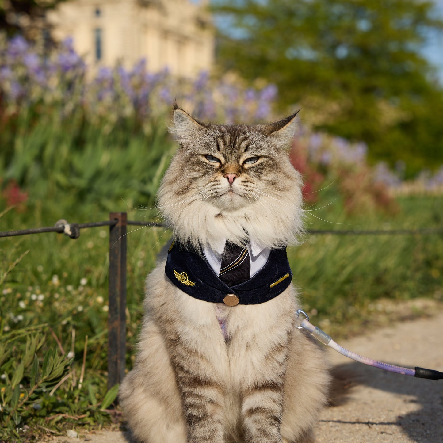 Momoji Air - Pilot | Pet Bib