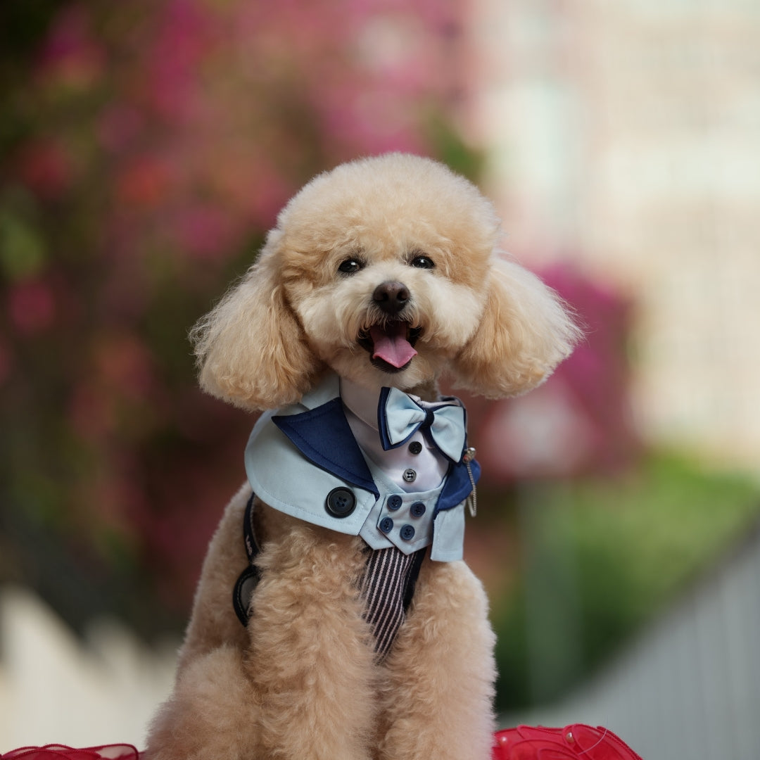 Kingsway | Pet Bib